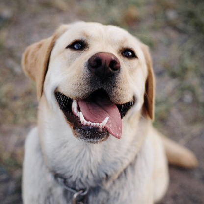Calming Diffuser for Dogs & Cats