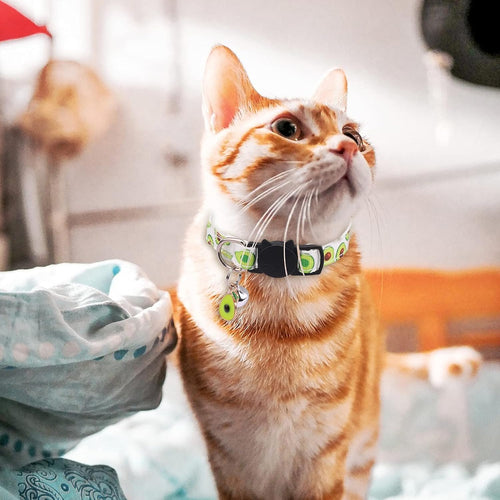 Fruity Cat Collar